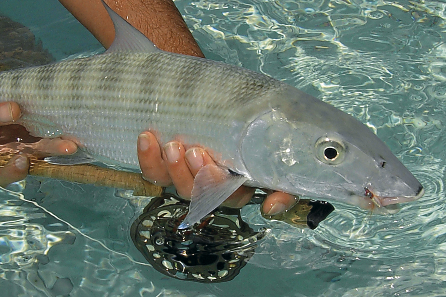 WILDFINS – fish on the wild side